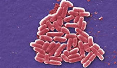 E.coli